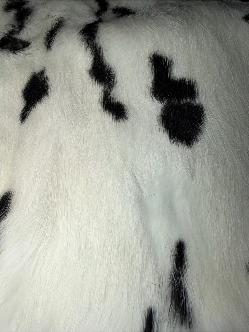 None moox rabbit